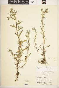 Buglossoides arvensis image