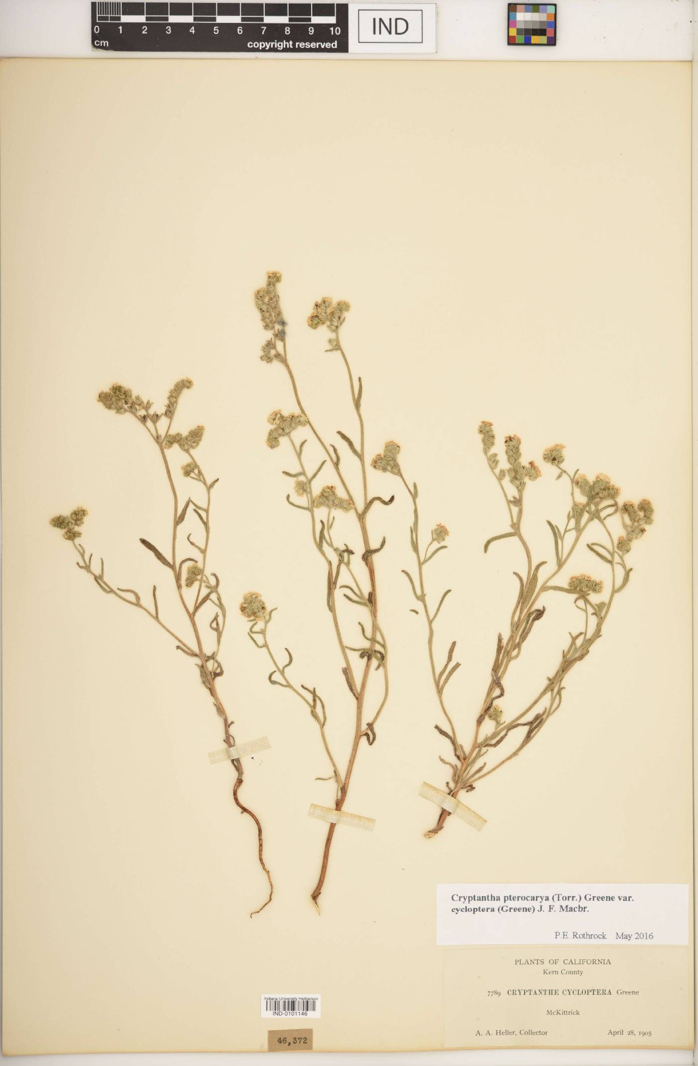 Cryptantha cycloptera image