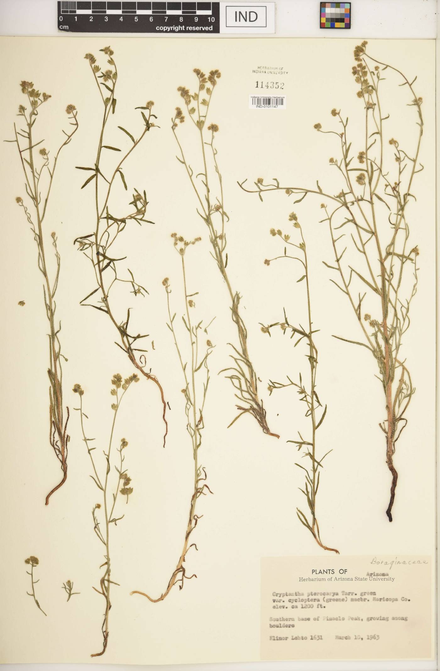 Cryptantha cycloptera image