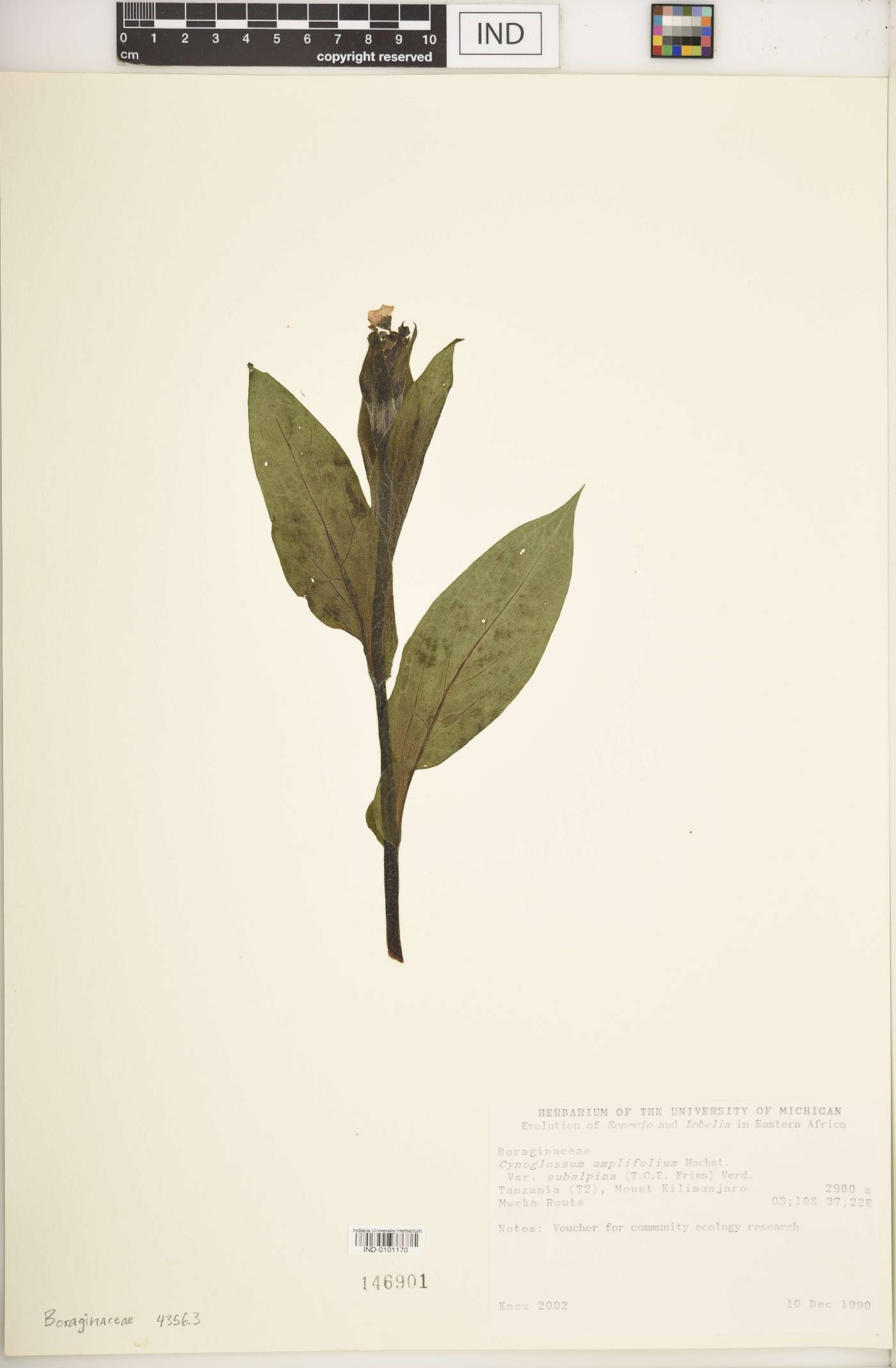 Cynoglossum amplifolium var. subalpina image