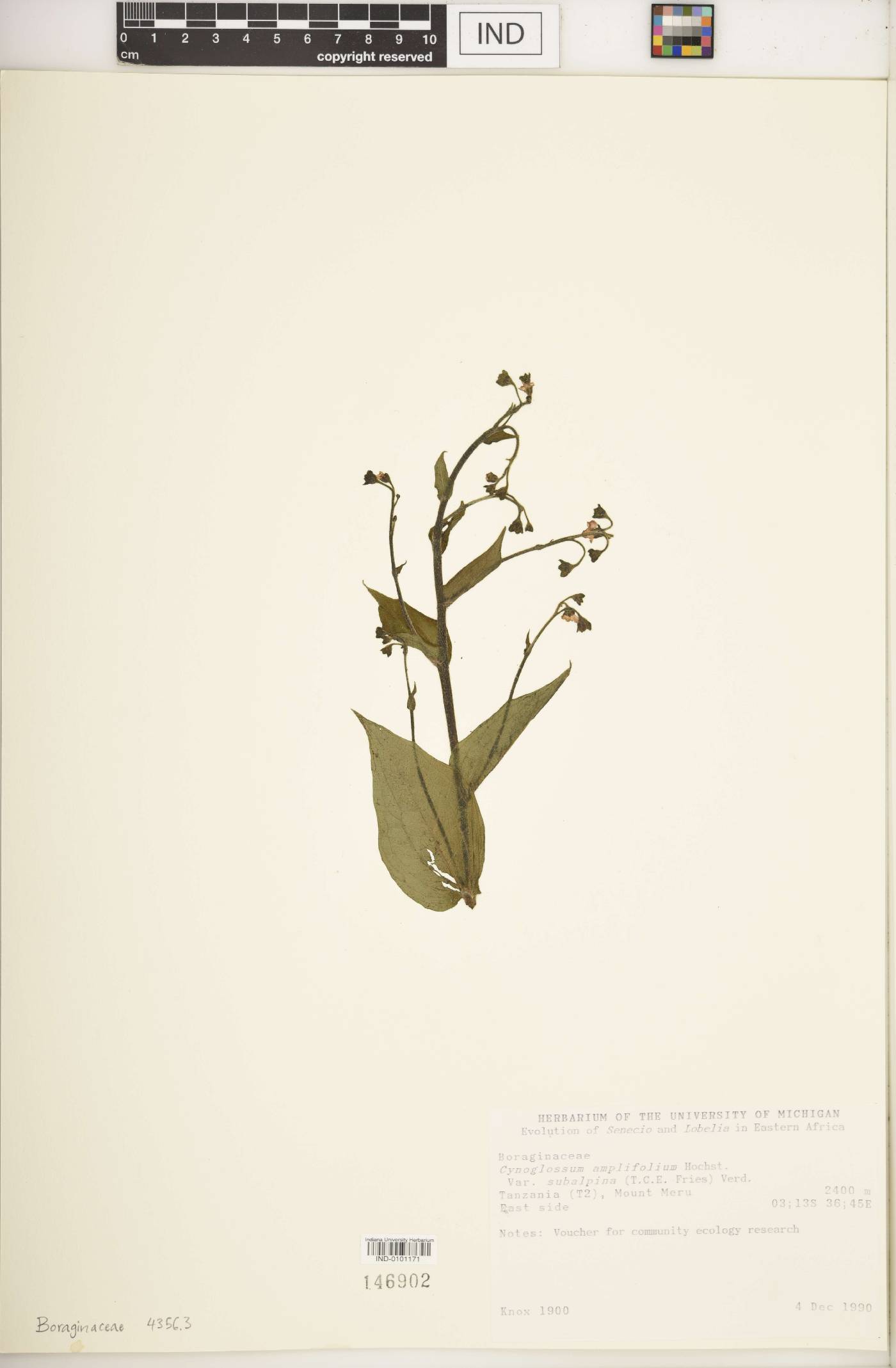 Cynoglossum amplifolium image