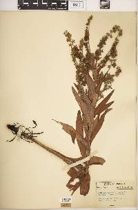 Cynoglossum officinale image