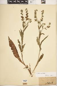 Cynoglossum officinale image