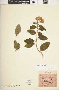 Heliotropium arborescens image