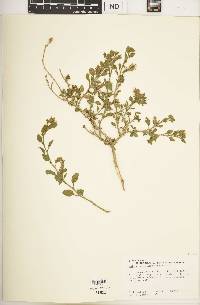 Heliotropium arbainense image