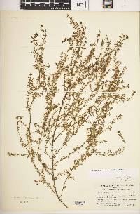 Heliotropium lagoense image
