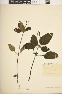 Heliotropium indicum image