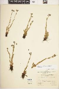 Myosotis asiatica image