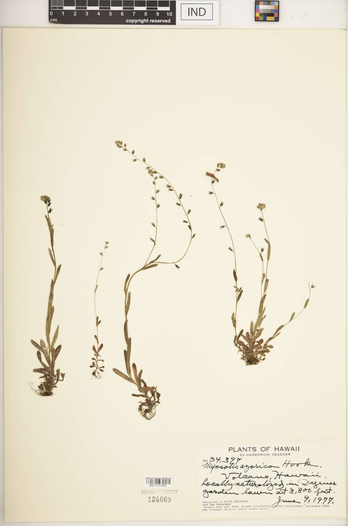 Myosotis azorica image