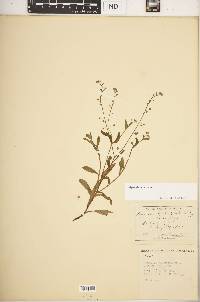 Myosotis laxa image