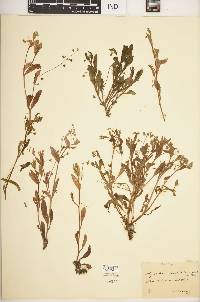 Myosotis sparsiflora image