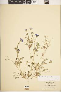 Nemophila menziesii image