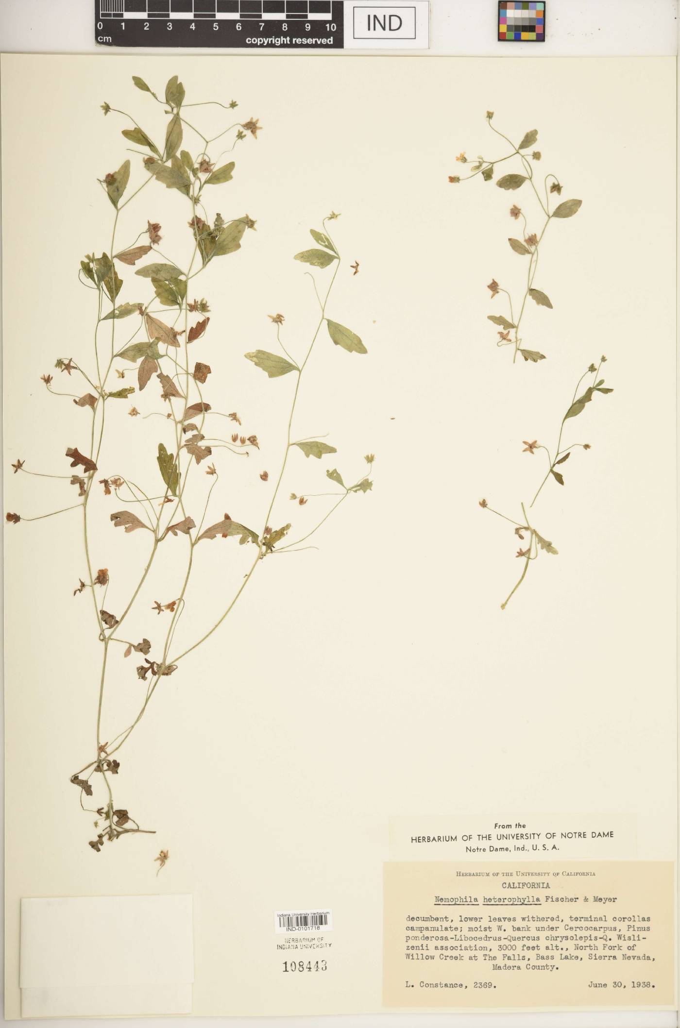 Nemophila heterophylla image