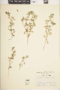Nemophila petrophila image