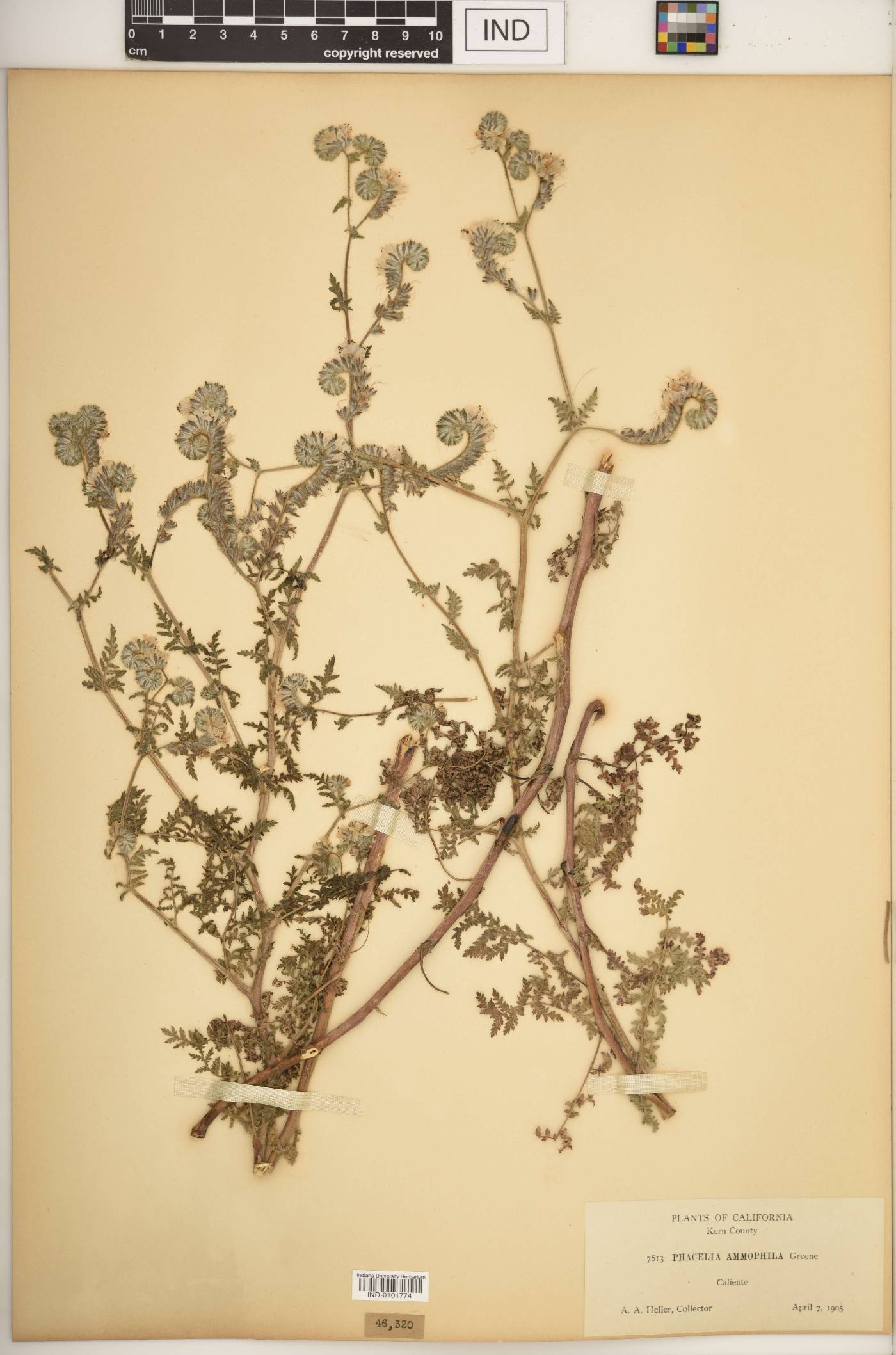 Phacelia ammophila image