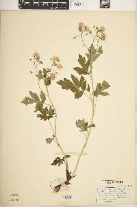 Phacelia bipinnatifida image