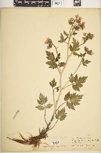 Phacelia bipinnatifida image