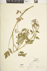 Phacelia bipinnatifida image