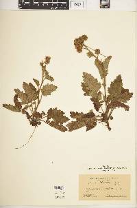 Phacelia bolanderi image