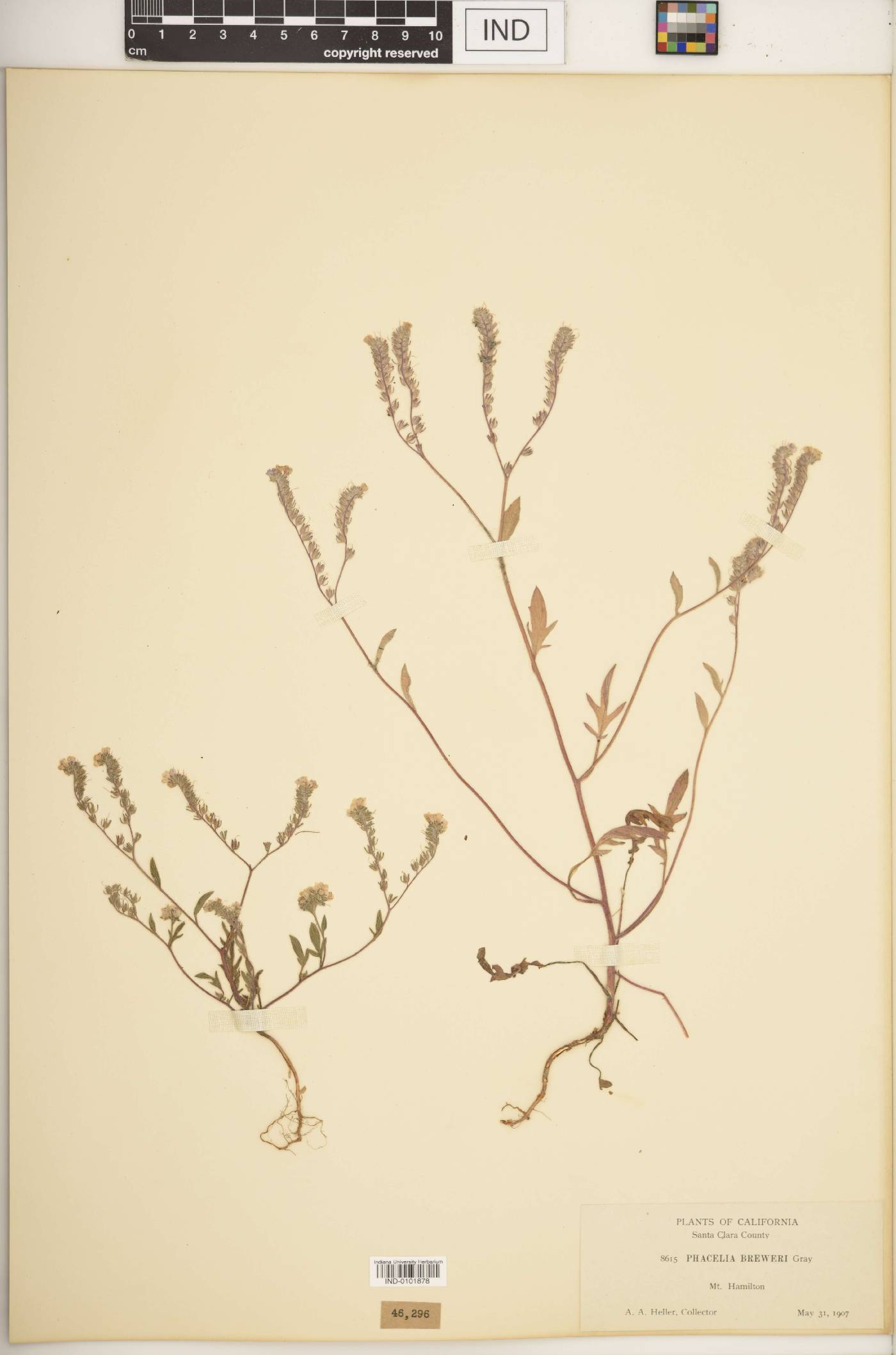 Phacelia breweri image