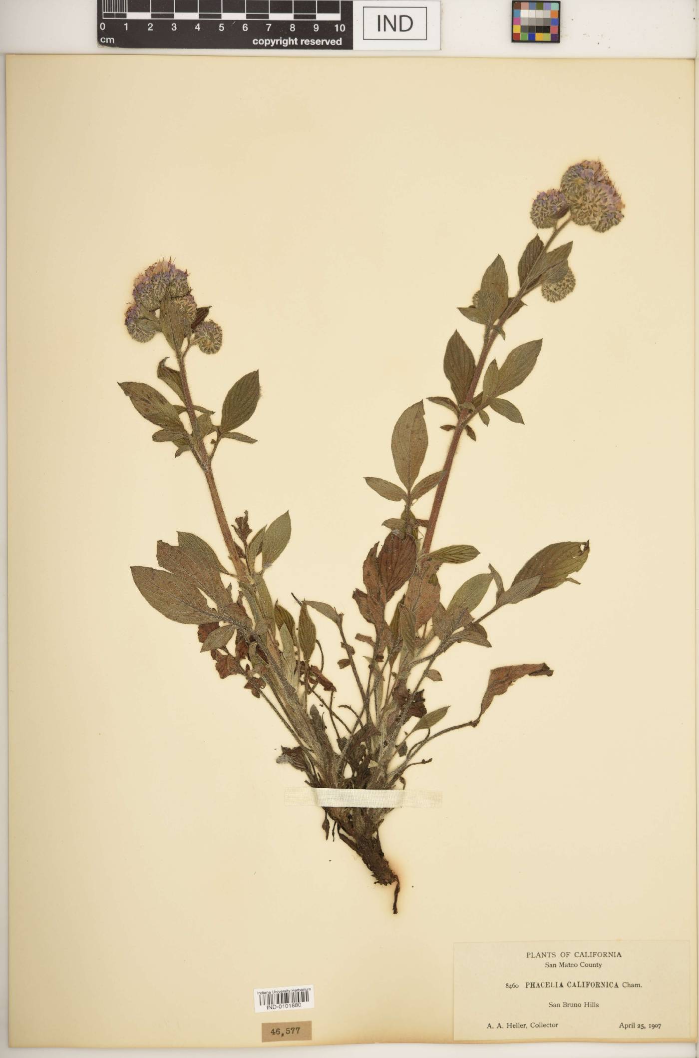 Phacelia californica image