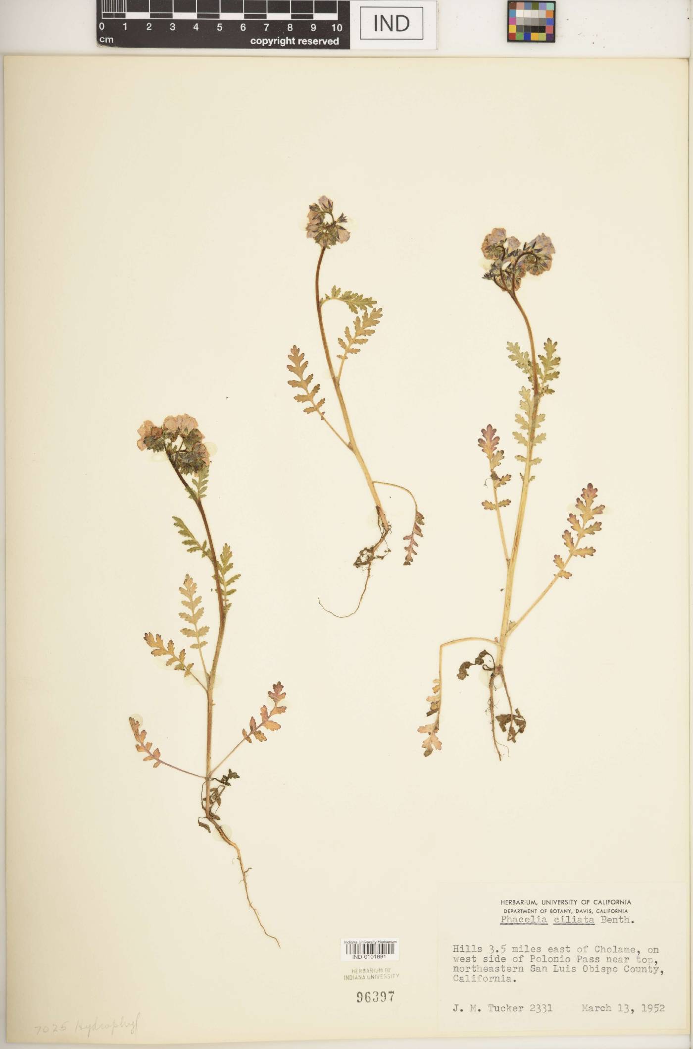 Phacelia ciliata image
