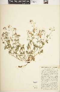 Phacelia dubia image