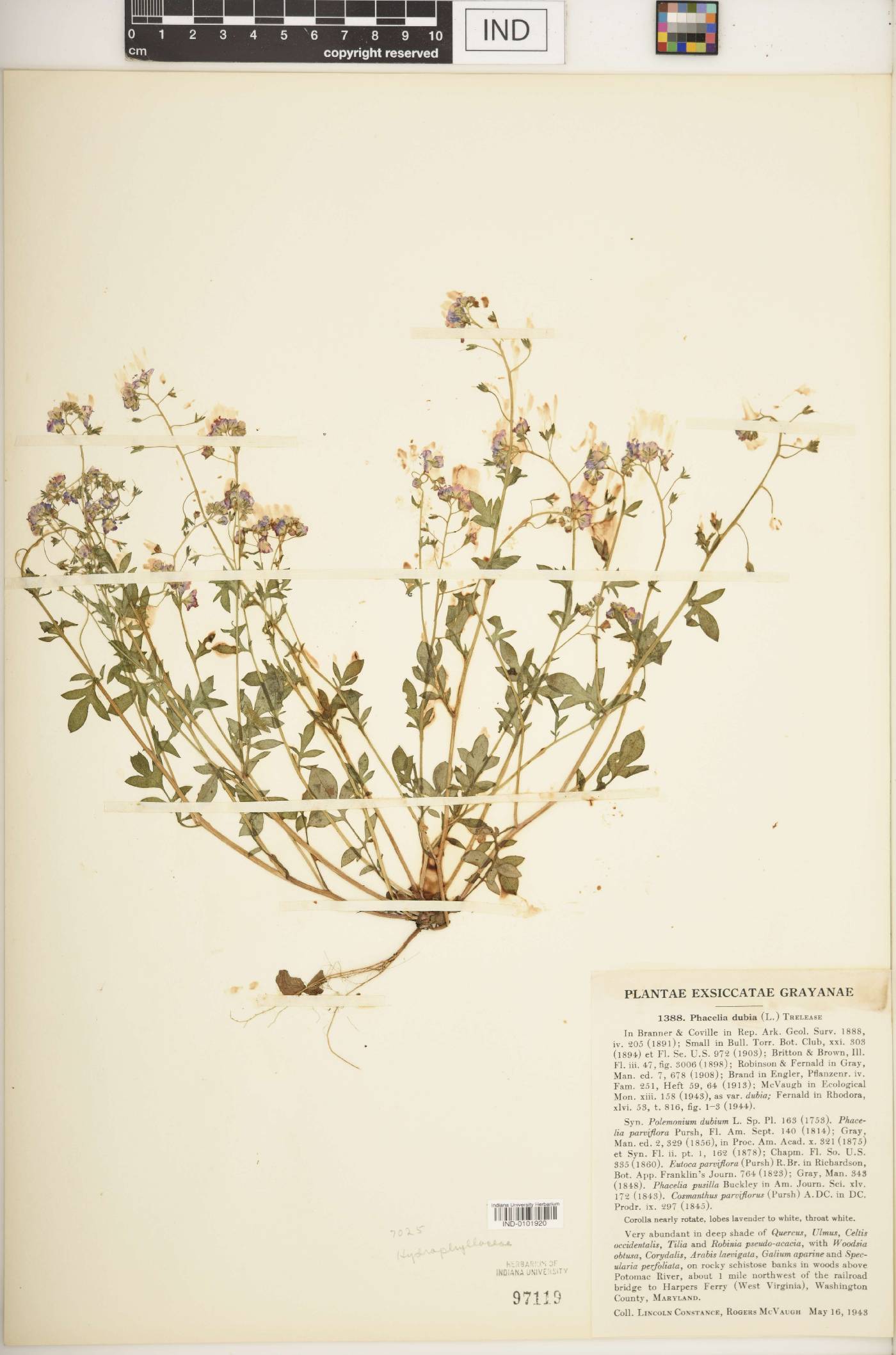 Phacelia dubia image