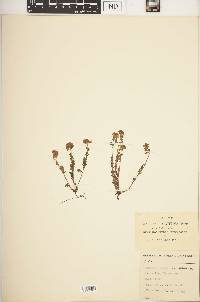 Phacelia dubia image