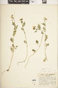 Phacelia fimbriata image