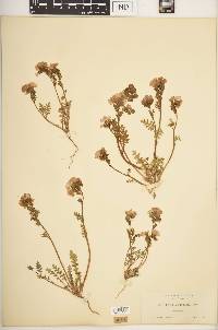 Phacelia fremontii image