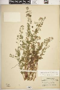 Phacelia purshii image