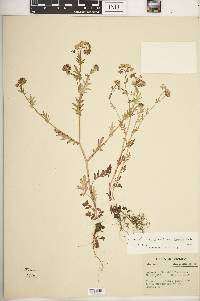 Phacelia purshii image