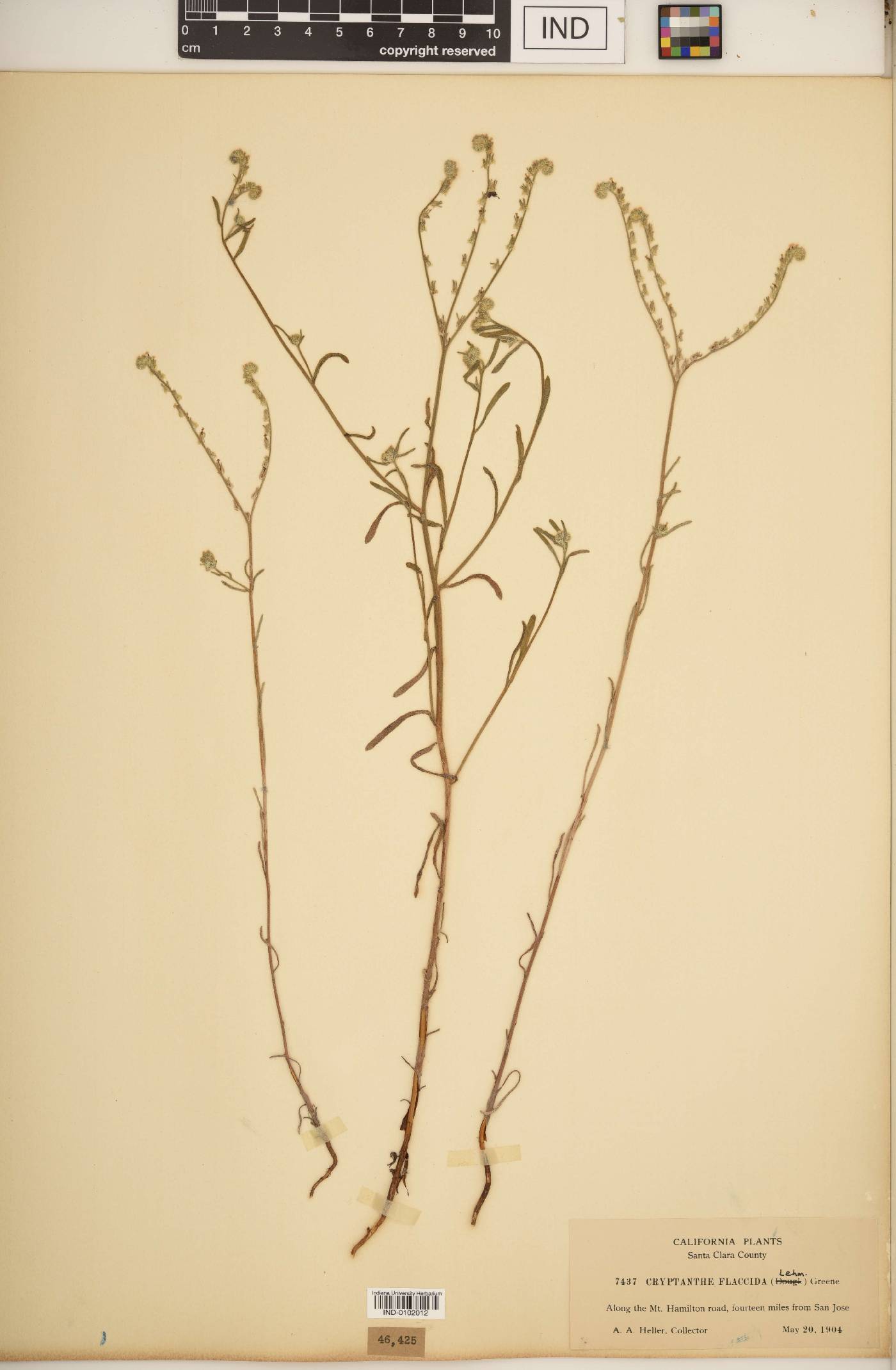 Cryptantha flaccida image