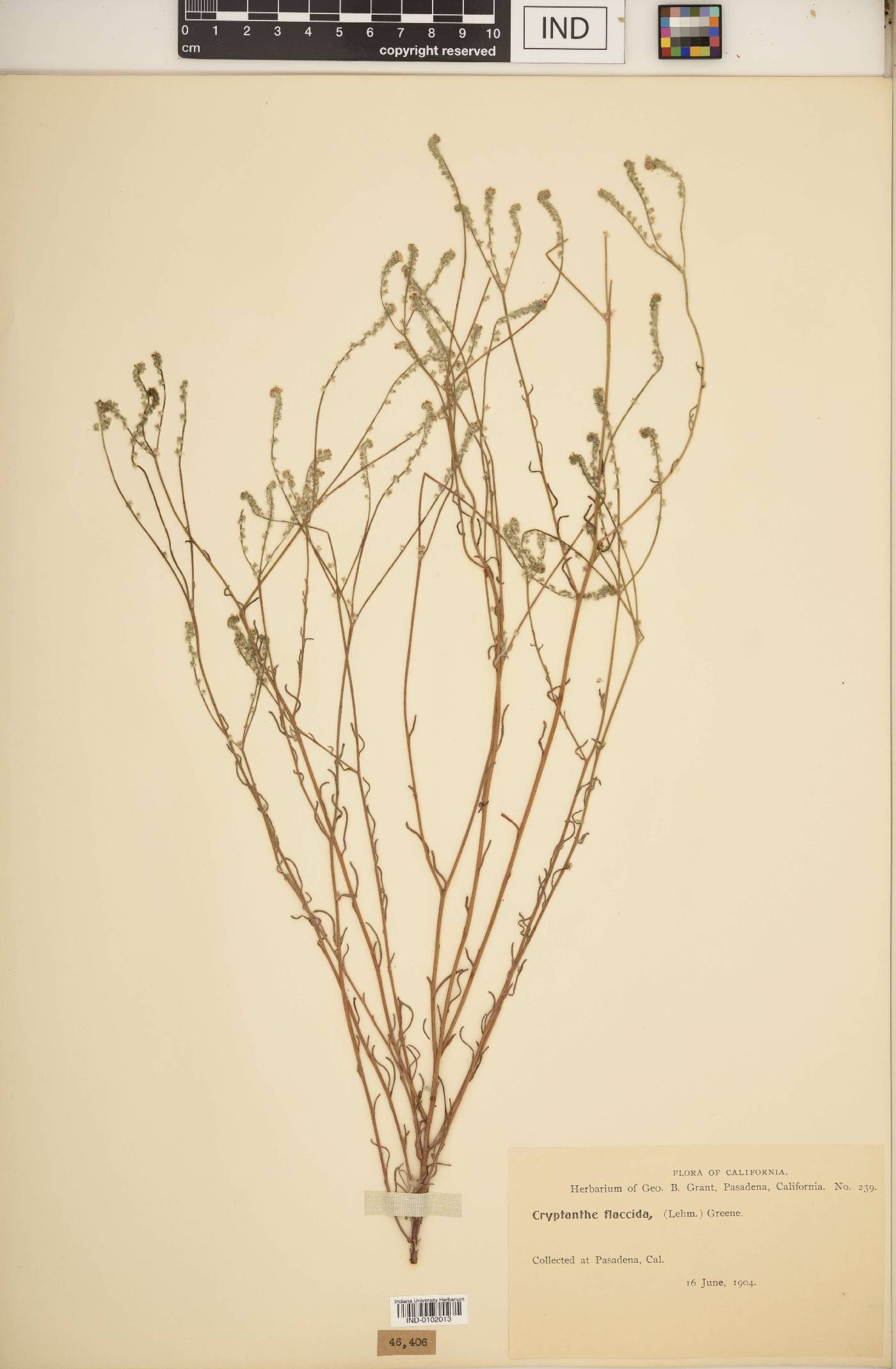 Cryptantha flaccida image