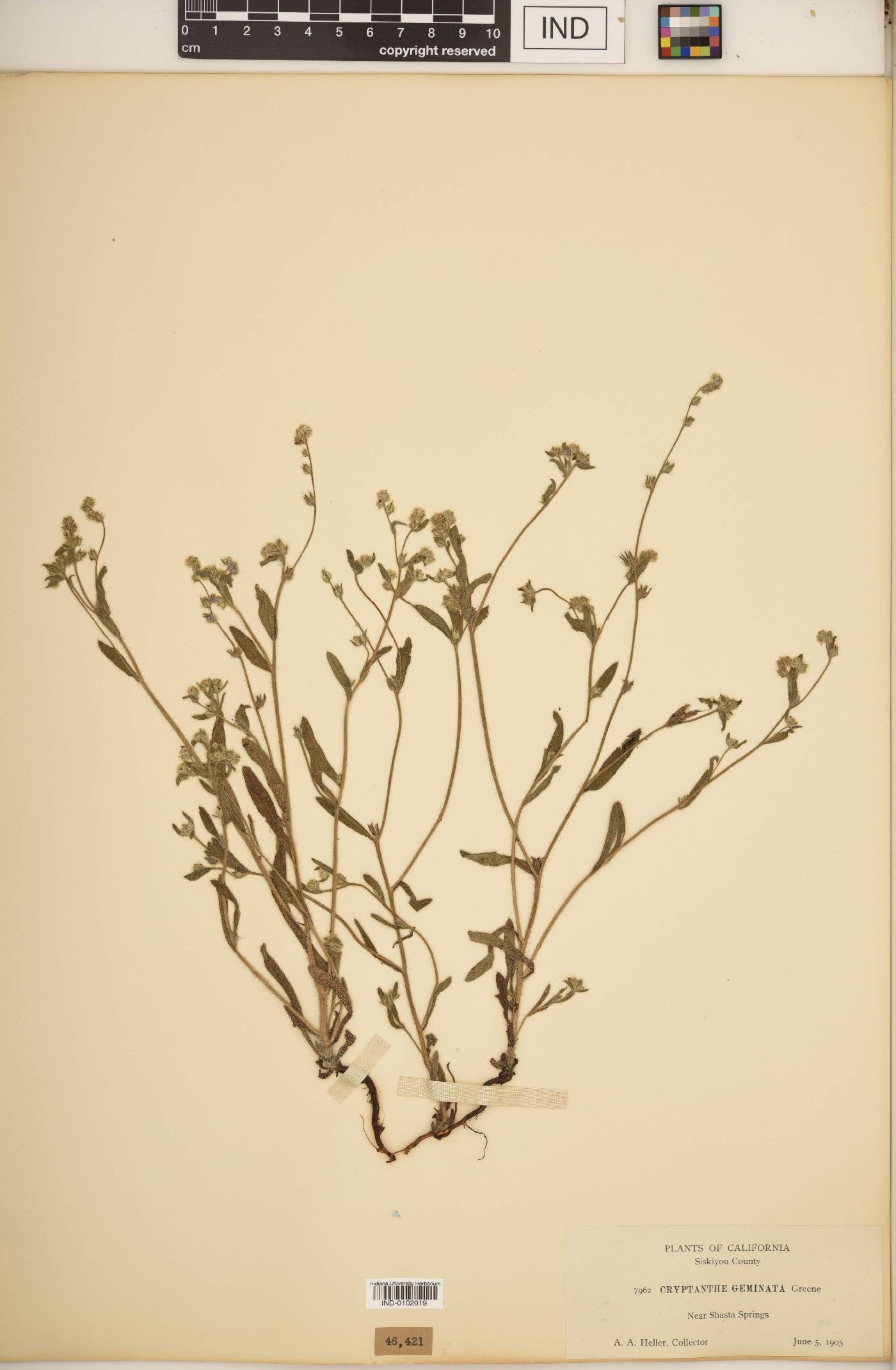Cryptantha geminata image