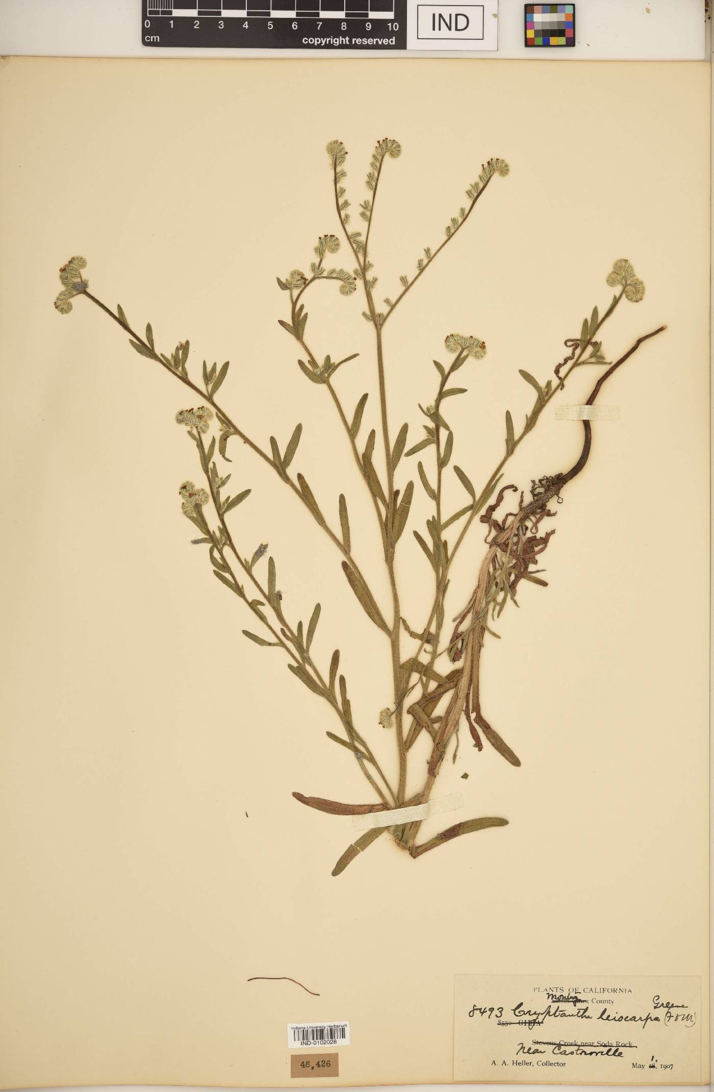 Cryptantha leiocarpa image