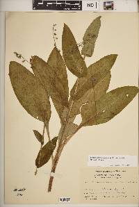 Cynoglossum virginianum image