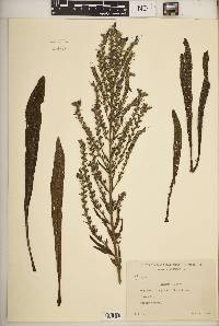 Echium vulgare image