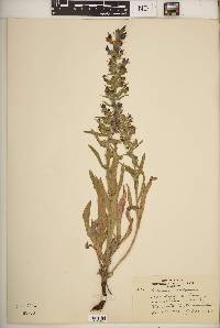 Echium vulgare image