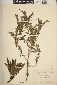 Echium vulgare image