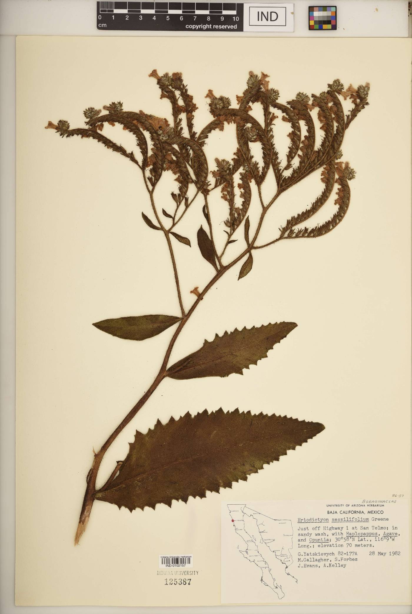 Eriodictyon sessilifolium image