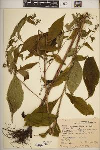 Hackelia virginiana image