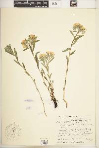 Lithospermum canescens image