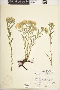 Lithospermum canescens image