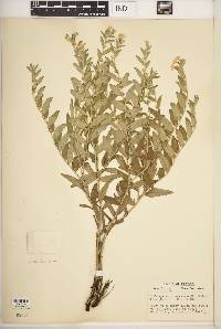 Lithospermum canescens image