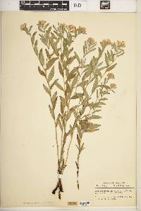 Lithospermum canescens image