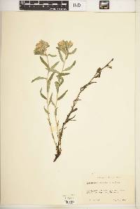 Lithospermum canescens image