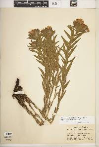 Lithospermum caroliniense var. croceum image