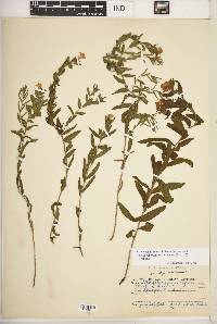 Lithospermum caroliniense var. croceum image